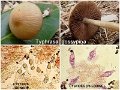 Typhrasa gossypina-amf2202